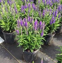 Veronica 'Royal Rembrandt' Veronica 'Royal Rembrandt'