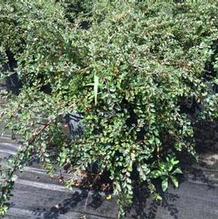 Cotoneaster apiculatus Cotoneaster apiculatus