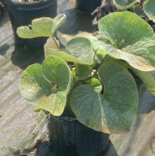 Brunnera macrophylla Brunnera macrophylla