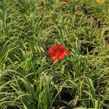 Hemerocallis 'Chicago Apache' Hemerocallis 'Chicago Apache'