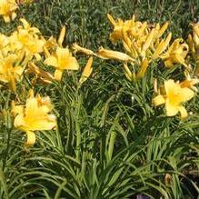 Hemerocallis 'Mary Todd' Hemerocallis 'Mary Todd'