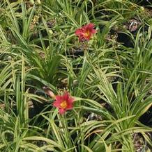 Hemerocallis 'Pardon Me' Hemerocallis 'Pardon Me'
