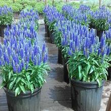 Veronica spicata 'Royal Candles' Veronica spicata 'Royal Candles'