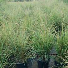 Calamagrostis acutifolia 'Avalanche' Calamagrostis acutifolia 'Avalanche'