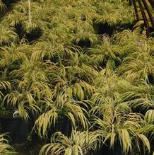 Hakonechloa macra 'Aureola' Hakonechloa macra 'Aureola'