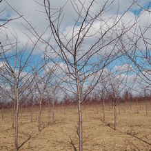 Malus 'Branzam' Malus 'Branzam'
