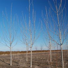 Populus deltoides 'Robusta' Populus deltoides 'Robusta'