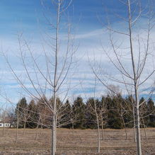 Populus deltoides 'Siouxland' Populus deltoides 'Siouxland'
