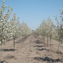 Pyrus calleryana 'Aristocrat' Pyrus calleryana 'Aristocrat'