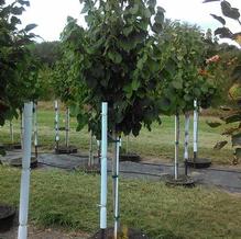 Tilia americana Tilia americana