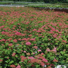 Hydrangea arborescens 'NCHA1' Hydrangea arborescens 'NCHA1'