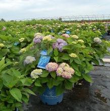 Hydrangea macrophylla 'Bailmer' Hydrangea macrophylla 'Bailmer'