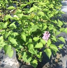 Syringa vulgaris 'Sensation' Syringa vulgaris 'Sensation'