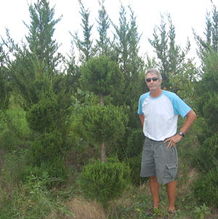 Juniperus Poodle Juniperus Poodle