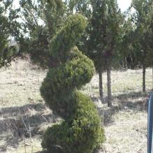 Juniperus Spiral Juniperus Spiral