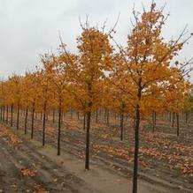 Acer platanoides 'Pond' Acer platanoides 'Pond'