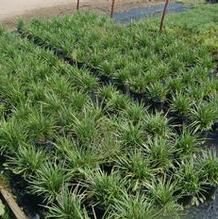 Liriope spicata Liriope spicata