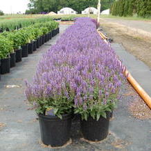 Salvia sylvestris 'Blue Hill' Salvia sylvestris 'Blue Hill'
