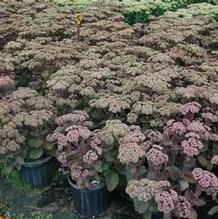 Sedum 'Matrona' Sedum 'Matrona'