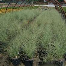 Miscanthus sinensis 'Morning Light' Miscanthus sinensis 'Morning Light'