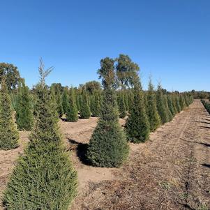 Juniperus virginiana Eastern Red Cedar 