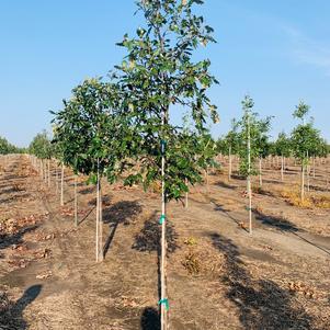 Quercus bicolor 'K.B. Crystal' Oak 