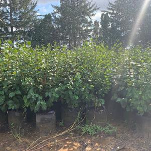 Alnus incana subsp. rugosa Speckled Alder 