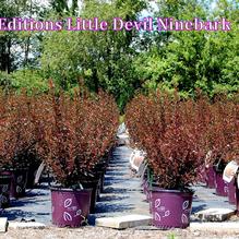 Physocarpus opulifolius 'Little Devil' Physocarpus opulifolius 'Little Devil'