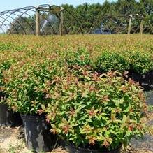 Spiraea bumalda 'Forebelii' Spiraea bumalda 'Forebelii'