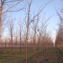 Ulmus 'Patriot' Ulmus 'Patriot'