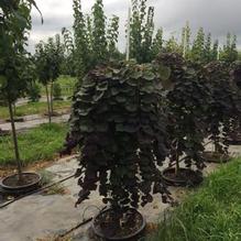 Cercis canadensis 'Ruby Falls' Cercis canadensis 'Ruby Falls'