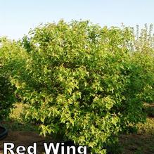 Acer ginnala 'Red Wing' Acer ginnala 'Red Wing'