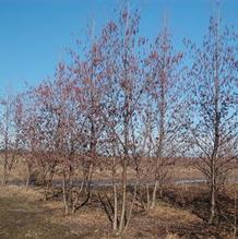 Alnus glutinosa Alnus glutinosa