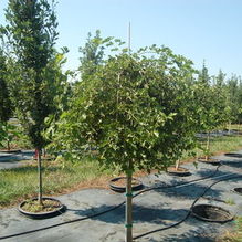 Morus alba pendule 'Chaparral' Morus alba pendule 'Chaparral'