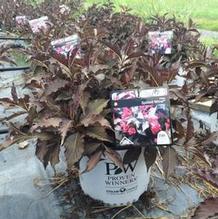 Weigela 'Bokraspiwi' Weigela 'Bokraspiwi'