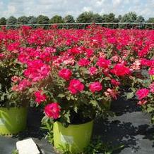 Rosa 'RAD razz' Rosa 'RAD razz'