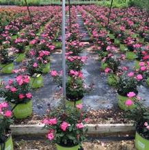 Rosa 'RADcon' Rosa 'RADcon'